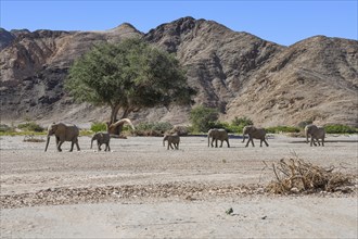 Desert elephants (Loxodonta africana) in the Hoanib dry river, Kaokoveld, Kunene region, Namibia,