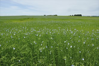 Flowering flax field