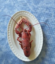 Lobster cooked in a white dish