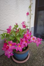 Dipladenia climbing on the tap, Mandevilla, climbing plant, garden, Schwäbisch Hall, Hohenlohe,