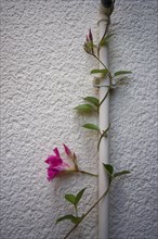 Dipladenia climbing on the tap, Mandevilla, climbing plant, garden, Schwäbisch Hall, Hohenlohe,