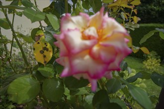 Black spot disease (Diplocarpon rosae), rose plant, rose disease, tubular fungus, fungal disease,