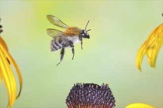 Common carder-bee (Bombus pascuorum), in flight, highspeed nature photo, above yellow coneflower