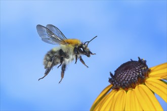 Common carder-bee (Bombus pascuorum), in flight, highspeed nature photo, on yellow coneflower