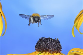 Common carder-bee (Bombus pascuorum), in flight, highspeed nature photo, above yellow coneflower