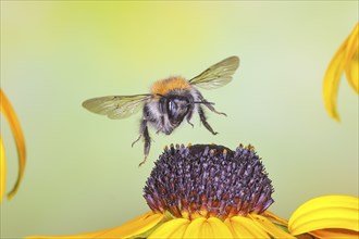 Common carder-bee (Bombus pascuorum), in flight, highspeed nature photo, above yellow coneflower