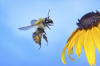 Common carder-bee (Bombus pascuorum), in flight, highspeed nature photo, on yellow coneflower