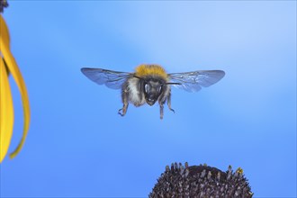 Common carder-bee (Bombus pascuorum), in flight, highspeed nature photo, above yellow coneflower