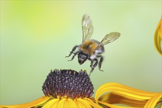 Common carder-bee (Bombus pascuorum), in flight, highspeed nature photo, above yellow coneflower