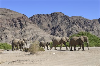 Desert elephants (Loxodonta africana) in the Hoanib dry river, Kaokoveld, Kunene region, Namibia,