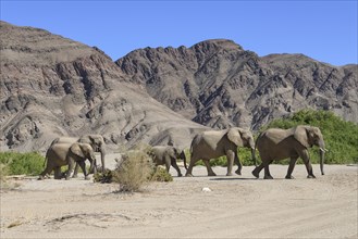 Desert elephants (Loxodonta africana) in the Hoanib dry river, Kaokoveld, Kunene region, Namibia,