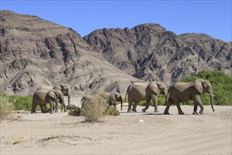 Desert elephants (Loxodonta africana) in the Hoanib dry river, Kaokoveld, Kunene region, Namibia,