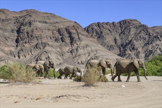 Desert elephants (Loxodonta africana) in the Hoanib dry river, Kaokoveld, Kunene region, Namibia,