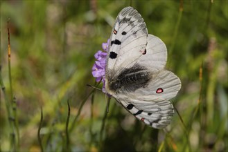 Red Apollo or apollo (Parnassius apollo), Grossglockner group