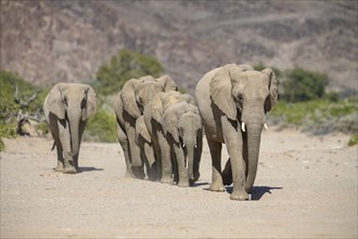 Desert elephants (Loxodonta africana) in the Hoanib dry river, Kaokoveld, Kunene region, Namibia,