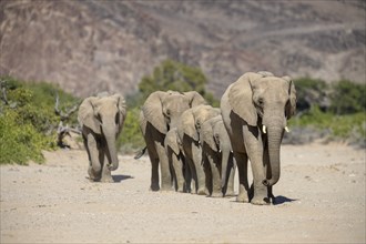 Desert elephants (Loxodonta africana) in the Hoanib dry river, Kaokoveld, Kunene region, Namibia,