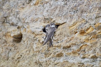 A sand martin (Riparia riparia) with a juvenile in a nest in a cliff, Poel Island,