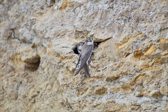 A sand martin (Riparia riparia) with a juvenile in a nest in a cliff, Poel Island,