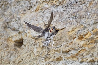 Two young sand martins (Riparia riparia) perching in the nest while the mother flies in, Poel