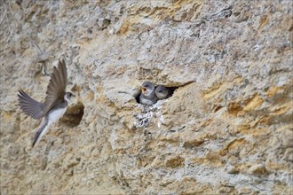 A sand martin (Riparia riparia) flies to a nest in a cliff while the young await it, Poel Island,