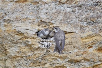 A sand martin (Riparia riparia) feeding two chicks in a nest on a cliff, Poel Island,