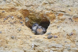 Two small sand martins (Riparia riparia) in a nest in a cave in the cliffs, Poel Island,