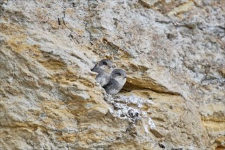 Two small sand martins (Riparia riparia) in a nest in a niche in the cliff, slightly turned to the