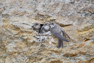 Three little sand martins (Riparia riparia) in a nest in a cliff, with mother, Poel Island,