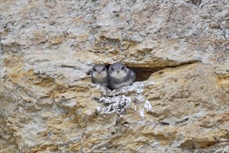 Two small sand martins (Riparia riparia) in a nest in a cave in a roughly structured cliff, Poel