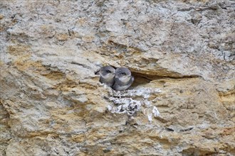 Two little sand martins (Riparia riparia) sitting close together in a nest on a cliff, Poel Island,