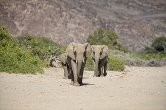 Desert elephants (Loxodonta africana) in the Hoanib dry river, Kaokoveld, Kunene region, Namibia,