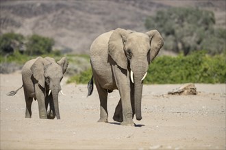 Desert elephants (Loxodonta africana) in the Hoanib dry river, Kaokoveld, Kunene region, Namibia,