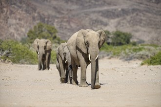 Desert elephants (Loxodonta africana) in the Hoanib dry river, Kaokoveld, Kunene region, Namibia,