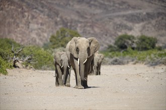 Desert elephants (Loxodonta africana) in the Hoanib dry river, Kaokoveld, Kunene region, Namibia,