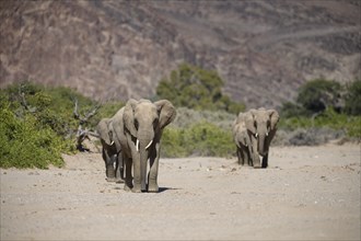 Desert elephants (Loxodonta africana) in the Hoanib dry river, Kaokoveld, Kunene region, Namibia,