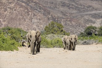 Desert elephants (Loxodonta africana) in the Hoanib dry river, Kaokoveld, Kunene region, Namibia,