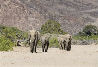 Desert elephants (Loxodonta africana) in the Hoanib dry river, Kaokoveld, Kunene region, Namibia,