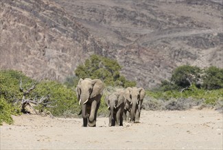 Desert elephants (Loxodonta africana) in the Hoanib dry river, Kaokoveld, Kunene region, Namibia,