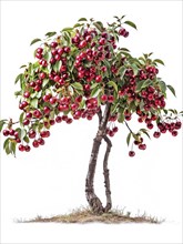 A cherry tree with branches full of ripe red cherries and green leaves, AI generated