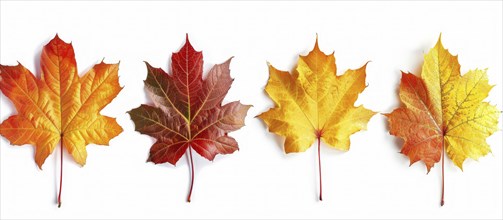 Four maple leaves in varying shades of orange, red, and yellow arranged neatly in a row, AI