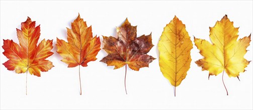 Five autumn leaves in varying colors from red to yellow are neatly arranged against a white