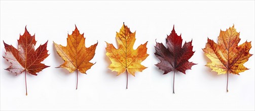 Five maple leaves transitioning from yellow to dark red arranged in a row on a white background, AI