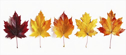 Five maple leaves ranging in color from red to yellow aligned in a single row on a white