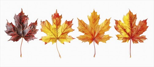 Four maple leaves in vibrant autumn colors of red, orange, and yellow placed in a neat row, AI