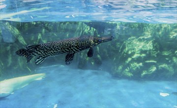 Alligator gar (Atractosteus spatula) swimming in large fish tank