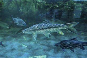 Putitor mahseer (Tor putitora) aka Himalayan mahseer, or golden mahseer, swimming in large fish