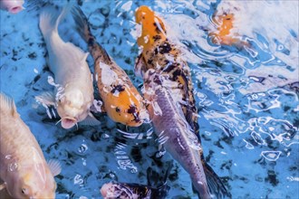 Koi carp (Japanese: nishikigoi) at surface of water in clear stream