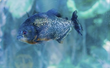 Closeup of one red-bellied piranha (Pygocentrus nattereri), swimming in large fish tank