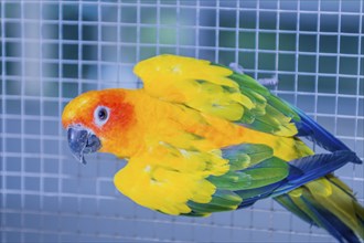 Cute Sun Conure aka sun parakeet (Aratinga solstitialis) climbing side of cage