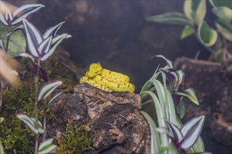 Emerald Green Python (Morelia viridis) curled up on rock with blurred background